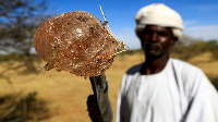 Biashara ya ubani ilivyogeuka uti wa mgongo Sudani Kusini