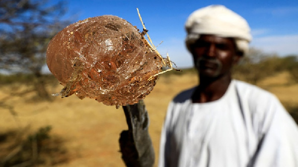 Biashara ya ubani ilivyogeuka uti wa mgongo Sudani Kusini