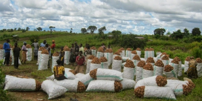 Walalamikia lumbesa biashara ya viazi mviringo