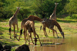 Saadani National Park 1