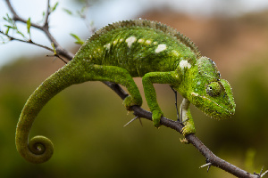 Chameleon