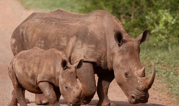 Afrika Kusini yaripoti kushuka kidogo kwa idadi ya vifaru wanaouliwa na majangili