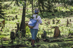 Rais Wa Kenya Aondoa Marufuku Ya Miaka Sita Ya Ukataji Miti