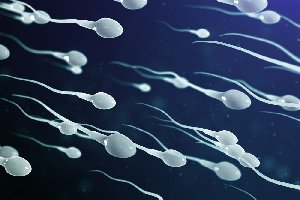 Sperm Sperm