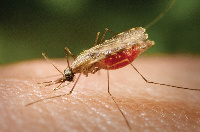 Maambukizi Malaria yapungua asilimia 4