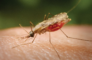 Mosquito Human Asia Malaria Vector