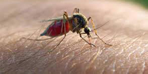 67258 PIC+MALARIA