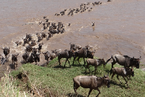 Nyumbu Serengeti