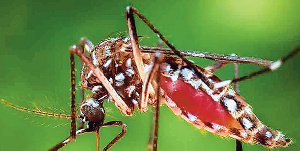 59871 Pic+dengue