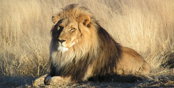 Simba tishio wilayani Serengeti