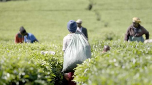 Kenya Kuchunguza Madai Ya Unyanyasaji Wa Kingono Katika Mashamba Ya Chai 