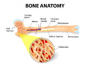 Bone Marrow Transplant  2.png