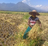 Wakulima wanavyonufaika   mradi wa kilimo cha mpunga