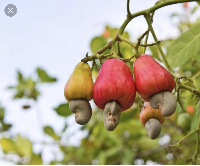 Korosho kusafirishwa kupitia bandari ya Mtwara