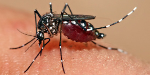 60633 Pic+dengue