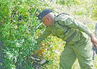 Bangi, mirungi; wauaji wanaoangamiza jamii