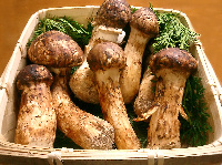 Matsutake! Uyoga ghali zaidi Duniani, Nusu kilo unauzwa Milioni 1.3