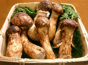 Matsutake