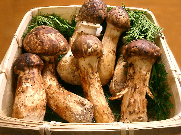 Matsutake! Uyoga ghali zaidi Duniani, Nusu kilo unauzwa Milioni 1.3