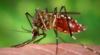 Homa ya Dengue yaua zaidi ya watu 350 Burkina Faso