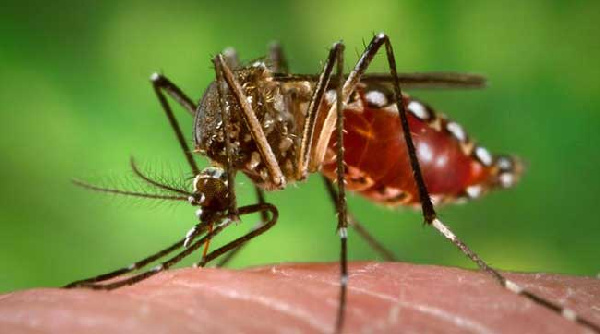 Homa ya Dengue yaua zaidi ya watu 350 Burkina Faso