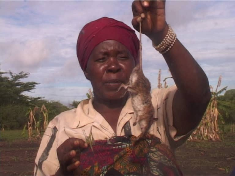 Panya wavamia mashamba na kufanya uharibifu