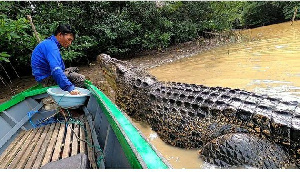 Crocodile Friendship