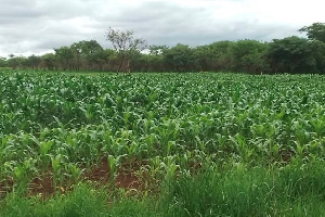 Marekani Inashirikiana Na Kenya Katika Sekta Ya Kilimo