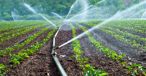 Rwanda Irrigation Scheme