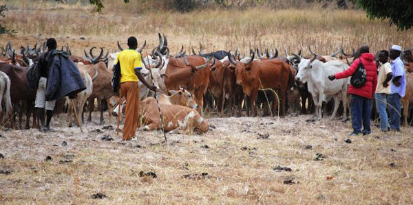 Serikali yatangaza neema kwa wafugaji