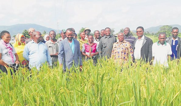 Inawezekana kulima mpunga nchi kavu