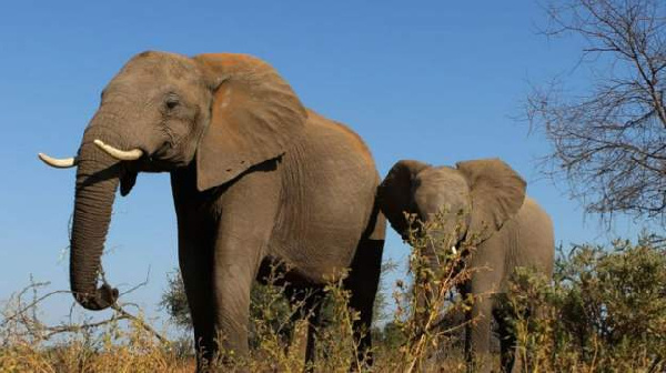 Tembo wanaotembea mbarali kurejeshwa hifadhini