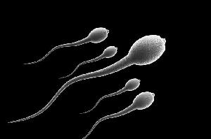 Sperm (1).jpeg