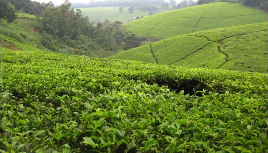 mnada wa chai kufanyika Dar-es-Salaam