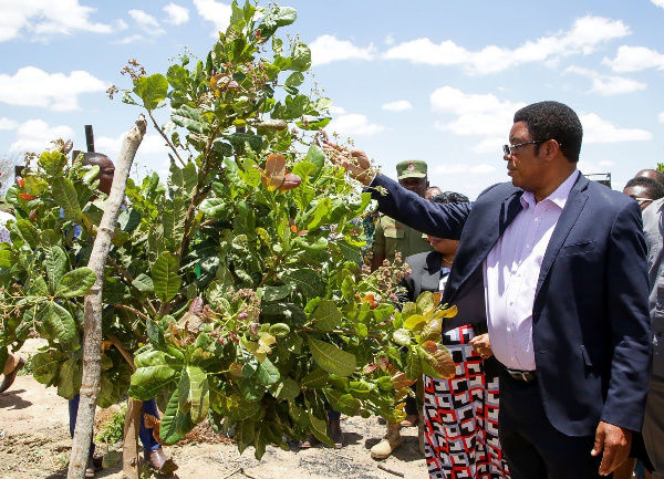 Bil. 20 zatolewa kulipa madeni ya korosho Mtwara