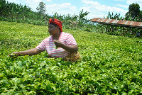 Wakulima wa chai kunufaika mkutano AGRF