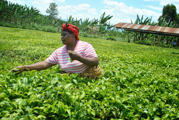 Matumaini kibao mnada wa kwanza wa chai ukifanyika Dar