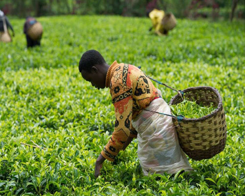 Bei ya chai ya  Uganda yashuka