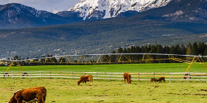 Ranch UFUGAJI MIFUGO