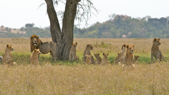 Simba tishio wilayani Serengeti wakamatwa