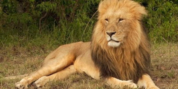 Simba 19 wakamatwa Serengeti kutokana na kula mifugo ya wananchi