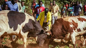 Tukio La Ng'ombe Kumuua Mfanyakazi Wa Seneta Lazua Gumzo Kenya