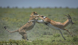 SWALA Serengeti