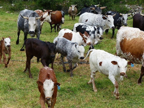 Meneja asimamishwa kazi kwa upotevu wa ng'ombe 32