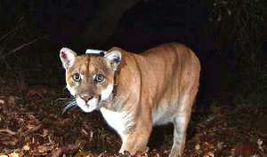 Hofu Imetanda Sudan Simba Takribani 25 Kukosa Chakula