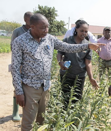 Wakulima wa korosho mikoa ya kusini kuendelea kuneemeka