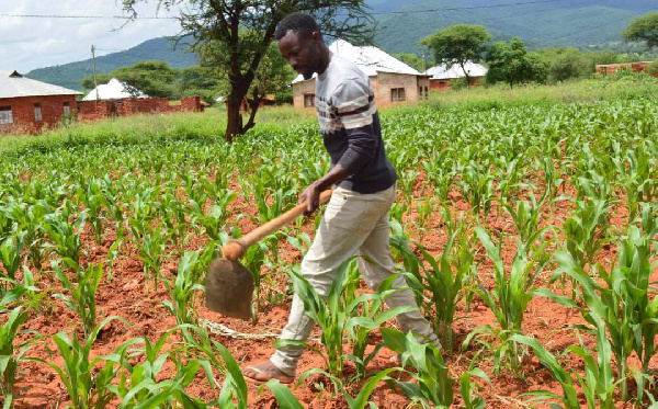 Mradi unafadhiliwa na shirika la chakula duniani, WFP na serikali ya Ireland